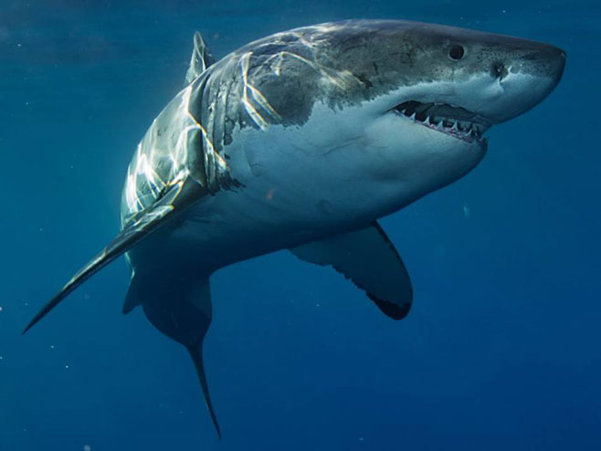 Велика бијела ајкула (фото: www.stuff.co.nz / Supplied) - 