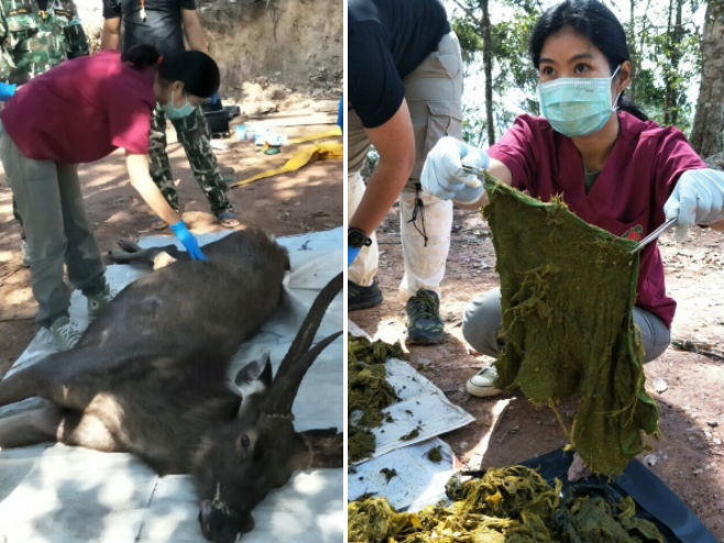 Тајланд - угинули јелен са 7 кг пластике у стомаку (Фото: Office of Conservation Area 13) - 