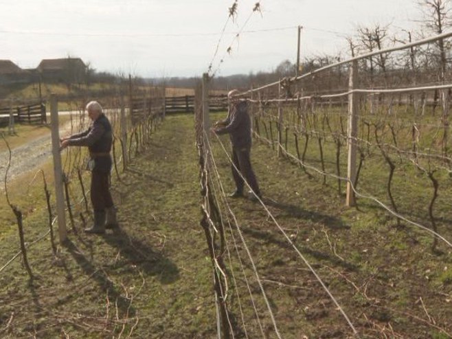 У Херцеговини мразеви успорили радове у виноградима (ВИДЕО)