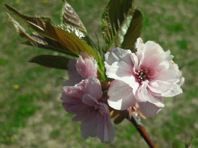 Сунчано - Фото: РТРС