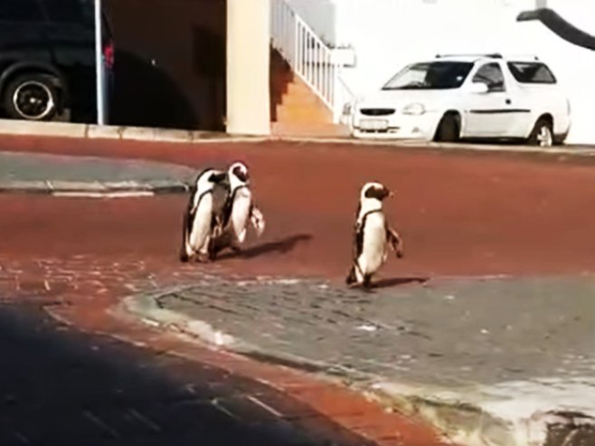 Пингвини шетају улицама Кејптауна (фото:glavcom.ua) - 