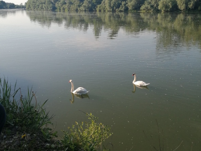 Потврђена појава птичјег грипа на истоку Словеније