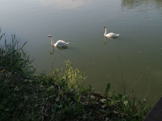 Лабудови - Фото: РТРС