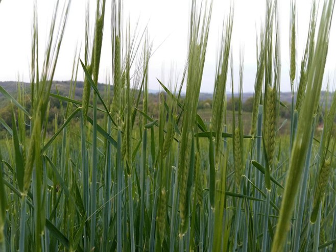 Пшеница - Фото: РТРС