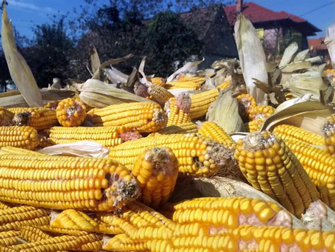 Приноси кукуруза у Лијевче пољу око седам тона по хектару