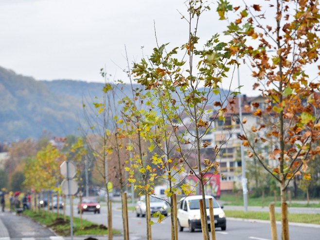 Садња дрвореда (фото:grad banjaluka) - 