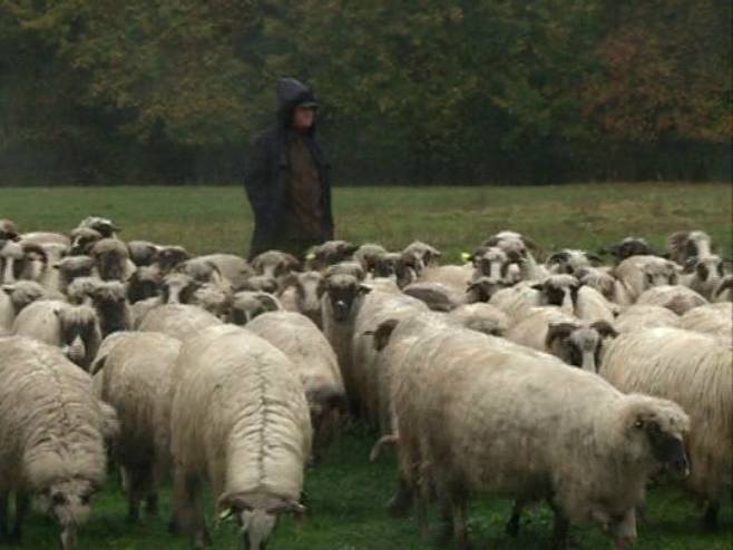 Семберски овчар - Фото: РТРС