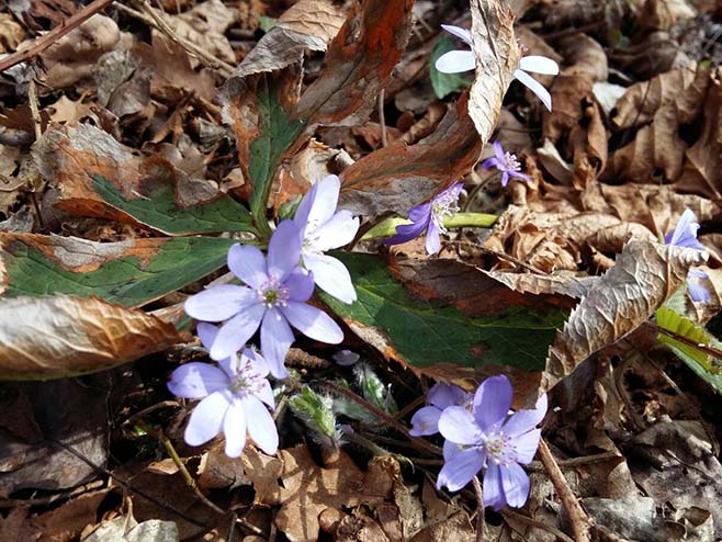 У четвртак топло и промјенљиво