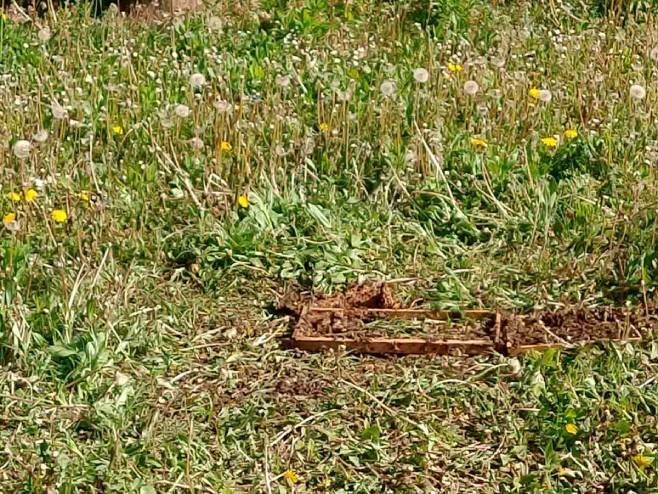 Medvjed načinio štetu pčelaru (Foto: RTRS)