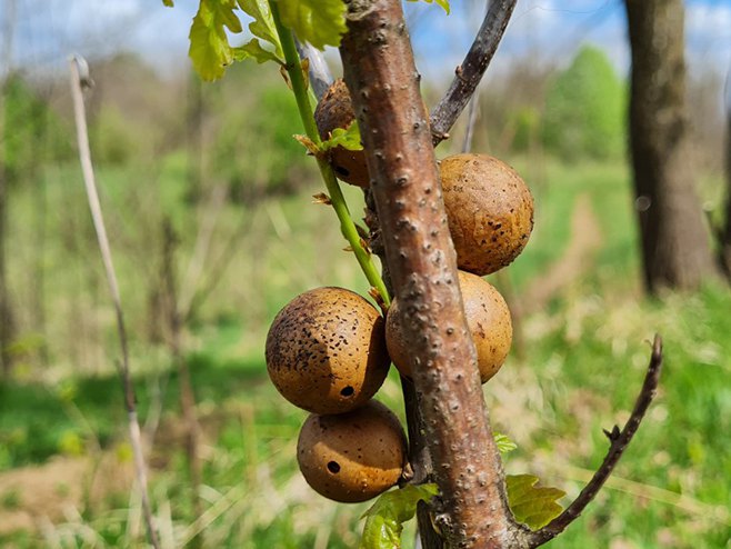 Промјенљиво - Фото: РТРС