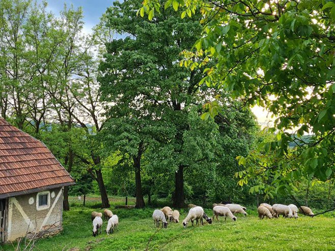 Село-овце Село-овце - Фото: РТРС