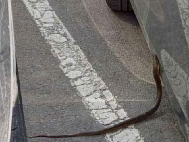 Змија у Бањалуци - Фото: РТРС