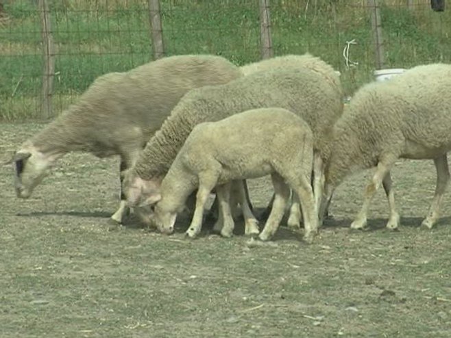 Овце - Фото: РТРС