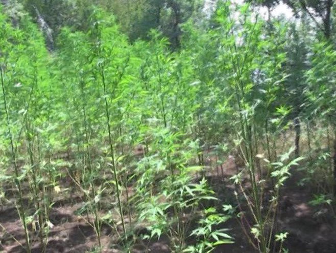 Откривене плантаже марихуане код Котора, два лица ухапшена