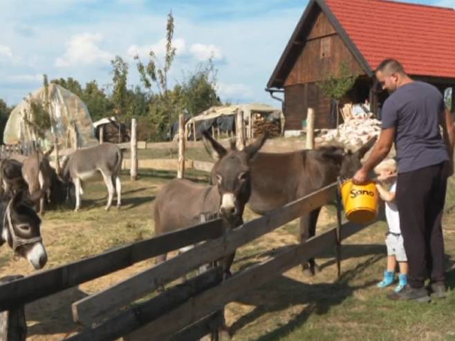 Магарећа фарма - Фото: РТРС