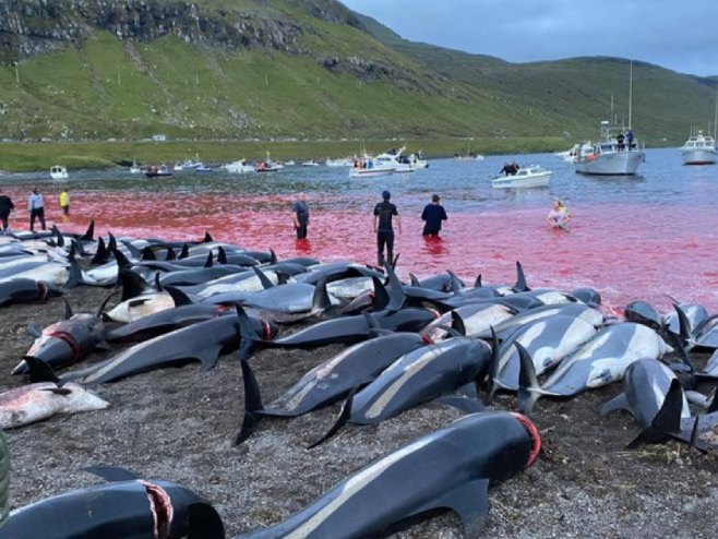 Масакр делфина на Фарским острвима (фото: seashepherdglobal.org) Масакр делфина на Фарским острвима (фото: seashepherdglobal.org) -