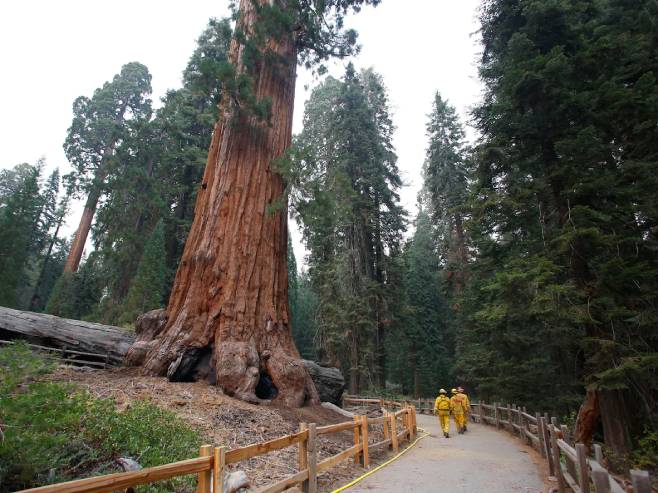 Секвоје у Националном парку у Калифорнији (Фото: The Washington Post) - 