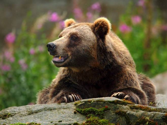 У Јапану бивши војници и полицајци позвани у помоћ због напада медвједа