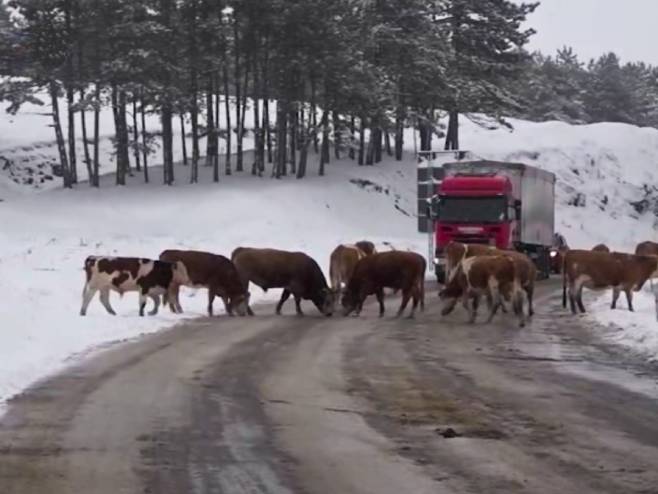 Краве и козе "блокирале" пут на Златибору (Фото: Танјуг/Screenshot) - 