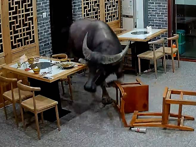 Кина: Бик улетио у ресторан - Фото: Screenshot