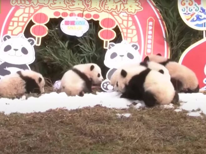 Бебе панда пожељеле срећну кинеску Нову годину - Фото: Screenshot/YouTube