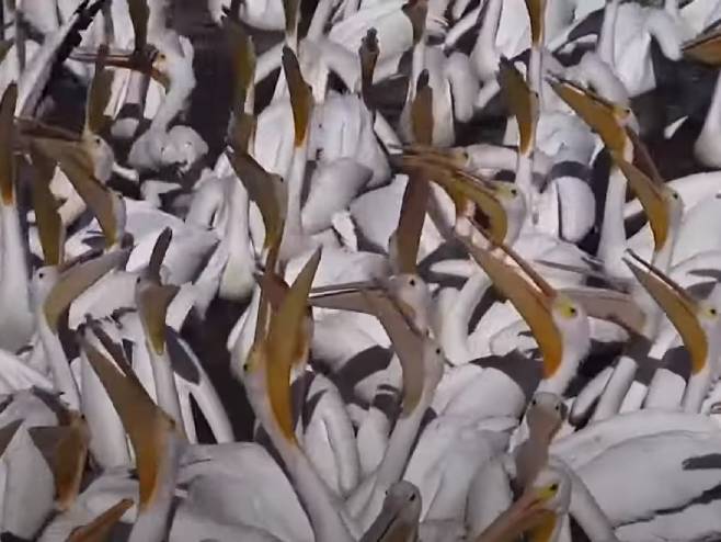 Пеликани у Мексику Пеликани у Мексику - Фото: Screenshot/YouTube
