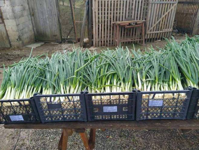 Млади лук - Фото: СРНА