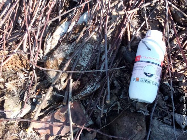 Помор ријетких птица код Вршца Помор ријетких птица код Вршца - Фото: РТС