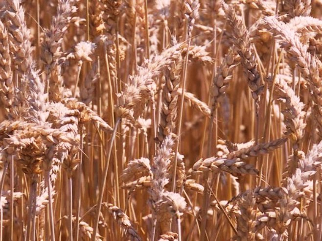 Пшеница - Фото: РТРС