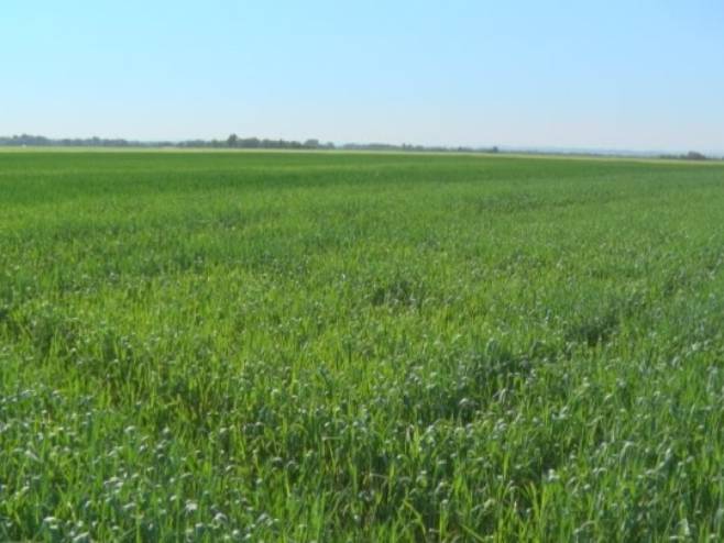 У Лијевче пољу приводи се крају сјетва кукуруза и соје (ВИДЕО)