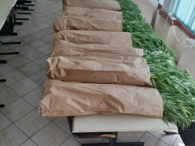 Индијска конопља Индијска конопља -