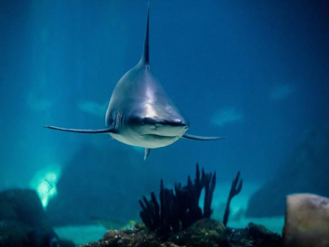 Ајкула (Фото: EPA/JOSE SENA GOULAO) - 