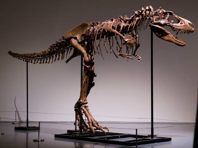 Костур Горгосауруса на аукцији (Фото: EPA-EFE/JUSTIN LANE) - 
