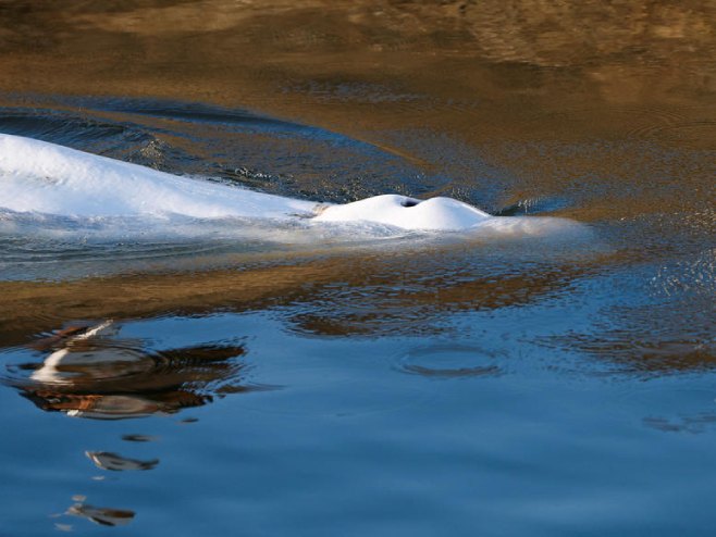 Бијели кит из Сене (Фото: EPA-EFE/BENOIT TESSIER / POOL MAXPPP OUT) - 