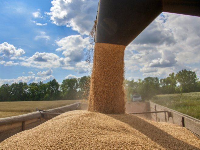 Пшеница (Фото архив: EPA-EFE/SERGEY KOZLOV) - 
