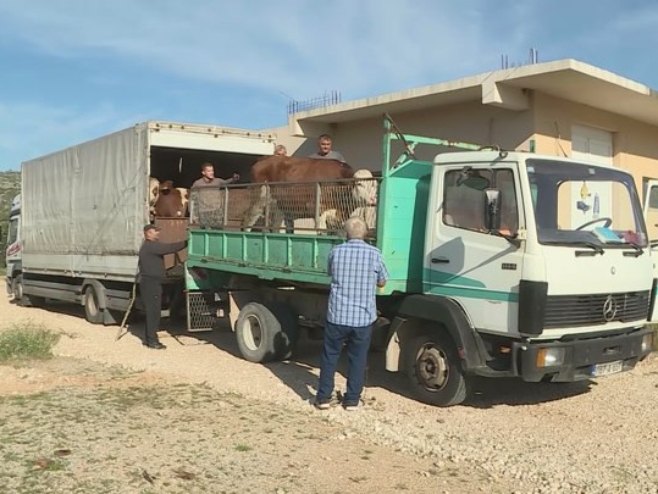 Требињским сточарима подијељене стеоне јунице Требињским сточарима подијељене стеоне јунице - Фото: СРНА