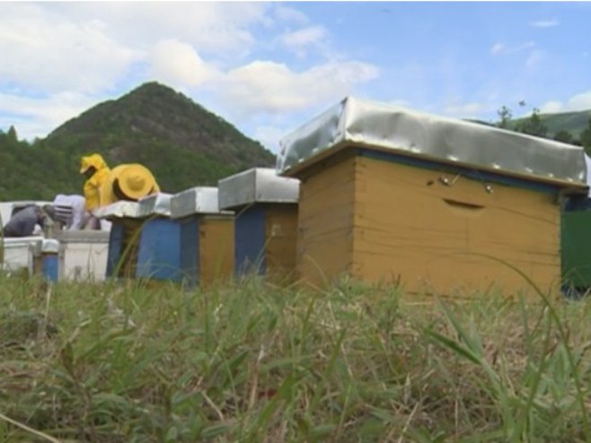 Градишка: Стручно предавање о узгоју пчелињих матица, важне теме за унапређење пчеларске производње (ВИДЕО)