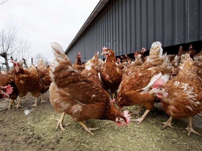 Кокошке (Фото: илустрација, EPA-EFE/OLAF KRAAK) - 