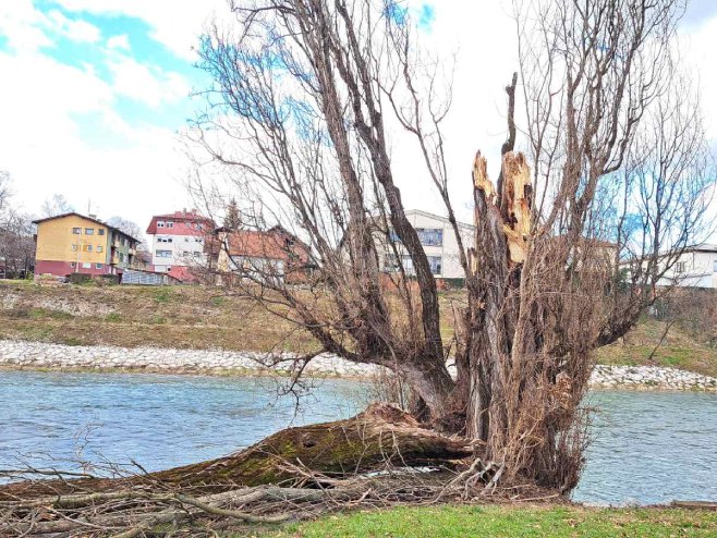 Srušeno drvo na obali Vrbasa (Foto: RTRS)