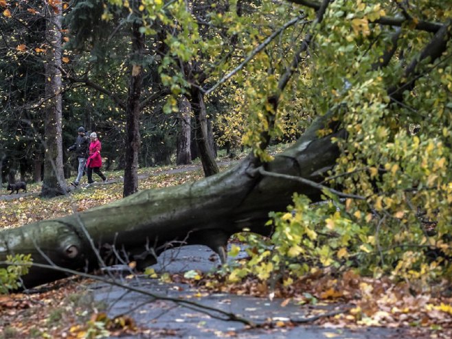 Срушено дрво (Фото: EPA-EFE/MARTIN DIVISEK, илустрација) - 