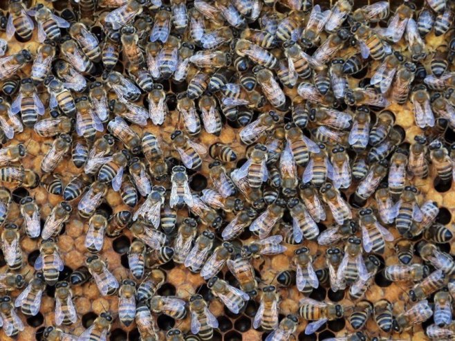 Пчеле (Фото: EPA-EFE/Martin Alipaz) Пчеле (Фото: EPA-EFE/Martin Alipaz) -