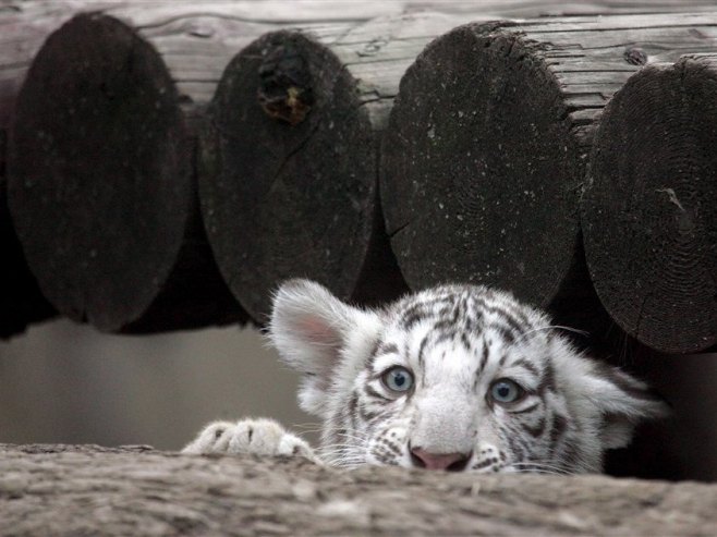 Бијели тигар (Фото: EPA/MAXIM SHIPENKOV/илустрација) - 
