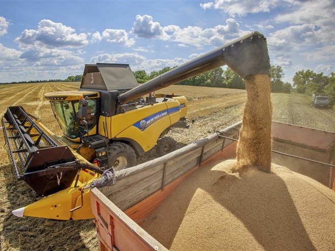 Пшеница (фото: EPA-EFE / SERGEY KOZLOV) - 