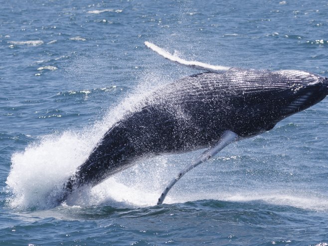 Кит (Фото: EPA-EFE/CJ GUNTHER) - 