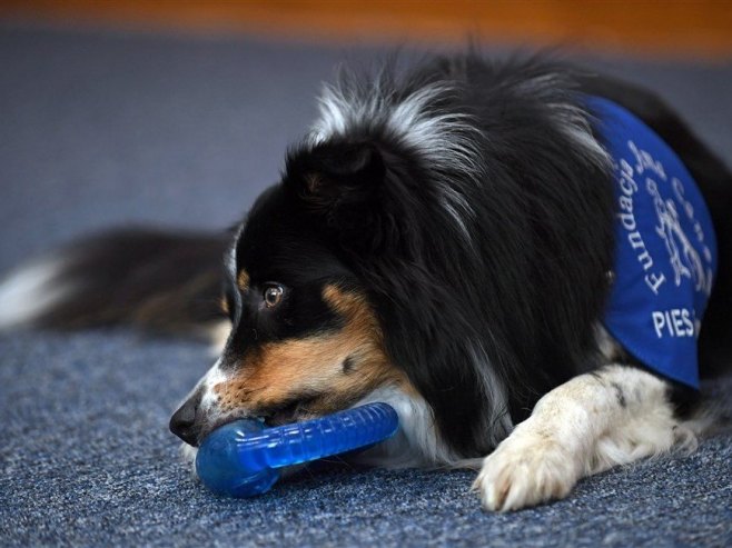 Терапијски пас (Фото: EPA-EFE/Bartlomiej Zborowski POLAND OUT/илустрацију) - 