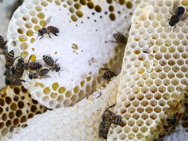 Пчеле (Фото: EPA-EFE/FAZRY ISMAIL/илустрација) - 