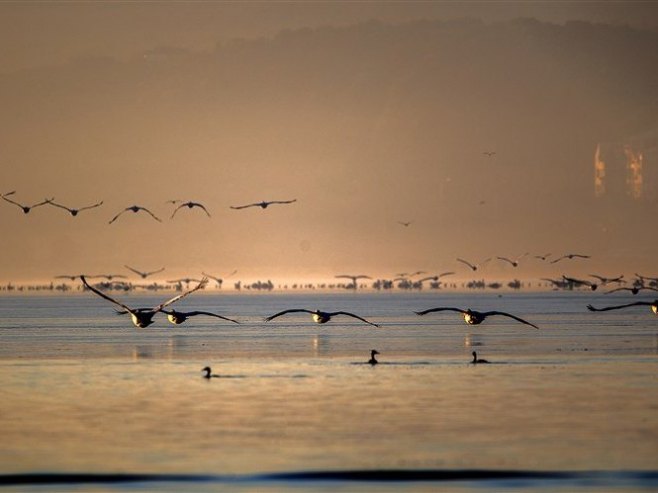 Пеликани (фото: EPA-EFE / GEORGI LICOVSKI) - 