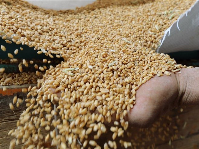 Пшеница (Фото: EPA-EFE/KHALED ELFIQI/илустрација) - 
