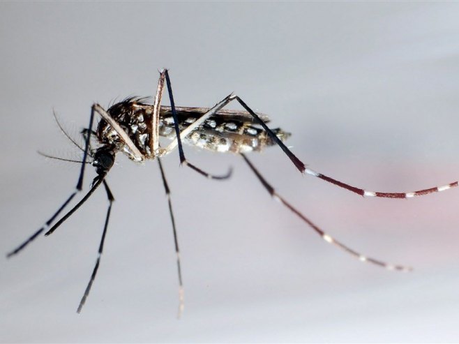 Тиграсти комарац (Фото: EPA/GUSTAVO AMADOR) - 