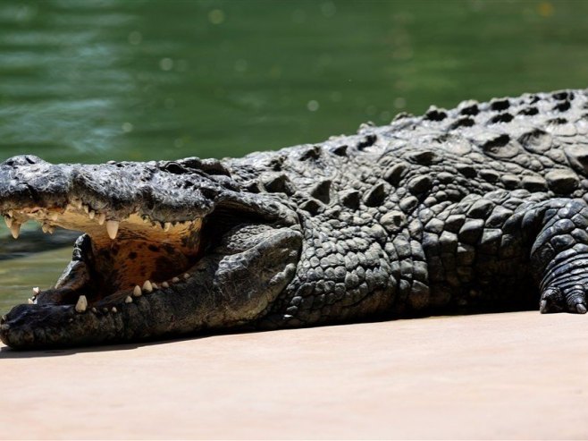 Костарика: Женка крокодила самостално затруднила